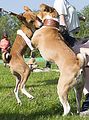 Basenji KSM Muenster 2014 (1132)